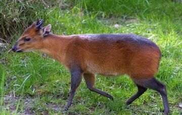 Red-flanked duiker - Wikipedia