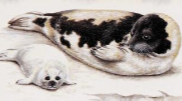 Encyclopedia of North American Mammals Harp Seal