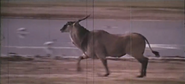 King Elephant (1971)