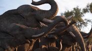 African Bush Elephant