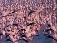 Really Wild Animals (1993-1998)