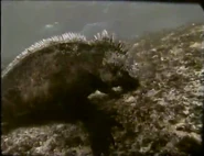 Sea Trek (1991)