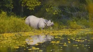 Asia's Wild Secrets (2021)