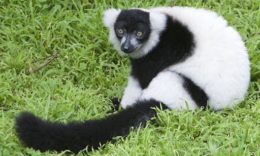 Black-and-white Ruffed Lemur | NatureRules1 Wiki | Fandom