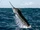 Atlantic Blue Marlin