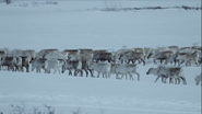 Europe's New Wild (2020)