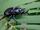 199 Bugs