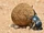 Dung Beetle