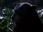 Jungle Boy (1998)