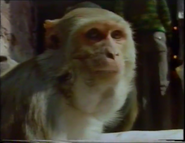 Lifesense (1991)