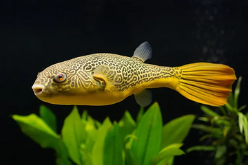 Mbu puffer hot sale