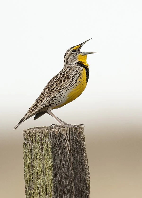 What is North Dakota State Bird