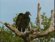 Animal Alphabet (1998)