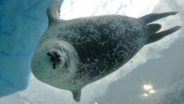 Ringed-seal
