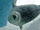 Ringed Seal