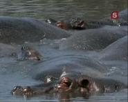 Serengeti Mosaic (1998)