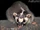 Burmese Ferret-badger