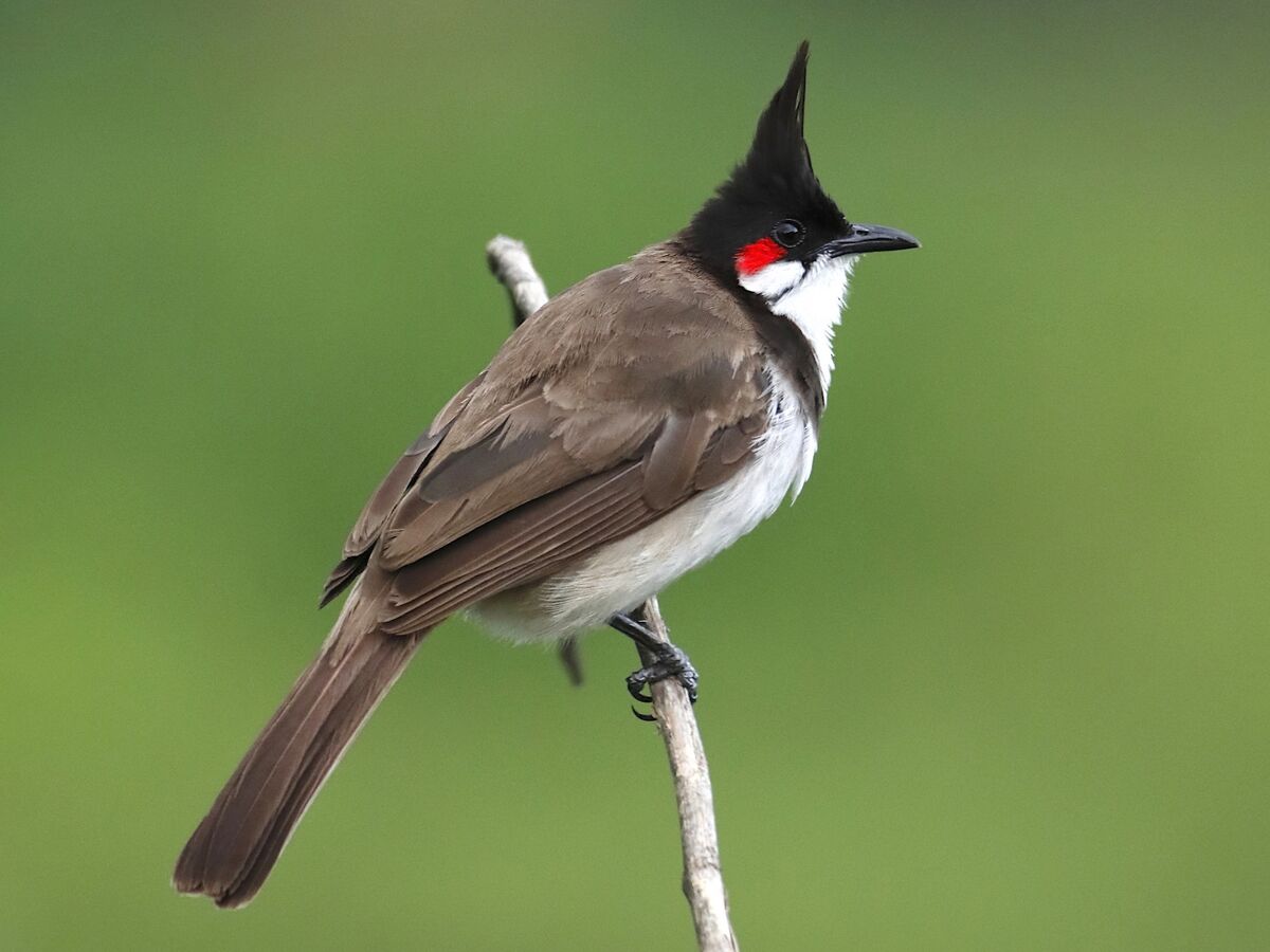 Red Vented Bulbul Bird, Natural, Nature, Wallpaper Stock Photo - Image of  branch, bush: 162167850