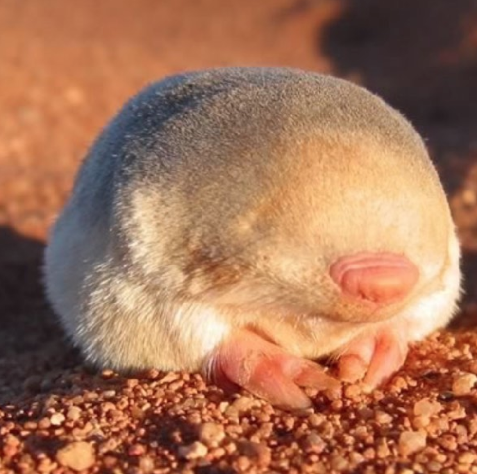 Golden mole that swims through sand is rediscovered in South Africa after  86 years