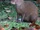 Central American Agouti