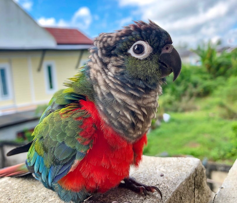 Crimson conure shop