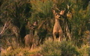 Grand Canyon: From Dinosaurs to Dams (1997)