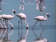 Okavango: Jewel of the Kalahari (1988)