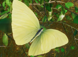Cloudless Sulphur | NatureRules1 Wiki | Fandom