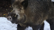 Wild Russia (2018)