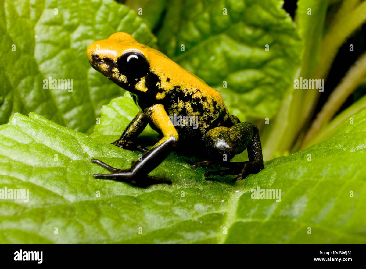 Black-legged Poison Dart Frog | NatureRules1 Wiki | Fandom