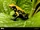 Black-legged Poison Dart Frog