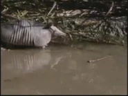 Kratts' Creatures (1996)