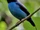 Blue Manakin
