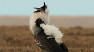 Serengeti (2011)