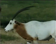 Africa, USA (1993)