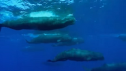 Planet Ocean (2012)