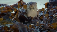 Supercharged Otters (2017)