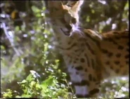 The Velvet Claw (1992)