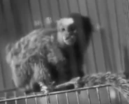 Zoo in Budapest (1933)