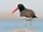 American Oystercatcher