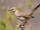 Chalk-browed Mockingbird