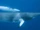Antarctic Minke Whale