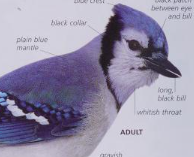 Blue Jay –