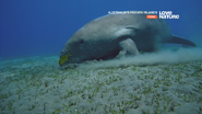 Australia's Hidden Islands (2017)