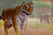 Zoo Tycoon reboot (2013)