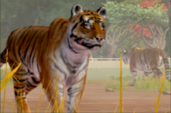 Bengal Tiger, NatureRules1 Wiki