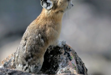 Jubjub Bird | NatureRules1 Wiki | Fandom