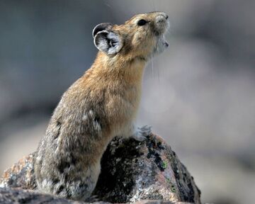 Pikas Are the Pikachus of the Wild