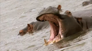 Safari Quest (2014)