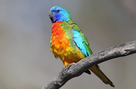 Scarlet parrot sale